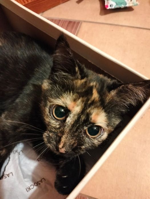 Kochajaca zabawna kotke oddam w dobre ręce