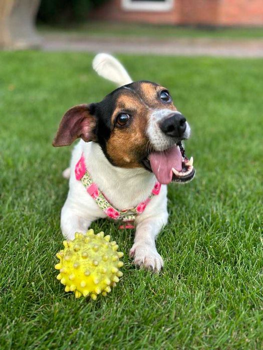 Sunia w typie Jack Russel Terier szuka swojego domu
