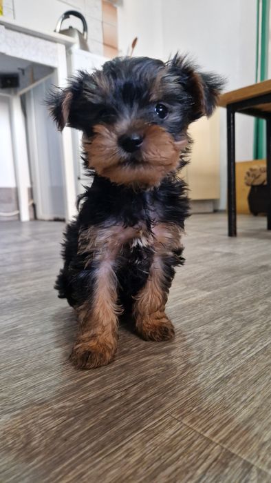 Щенки йорки 2 месяца