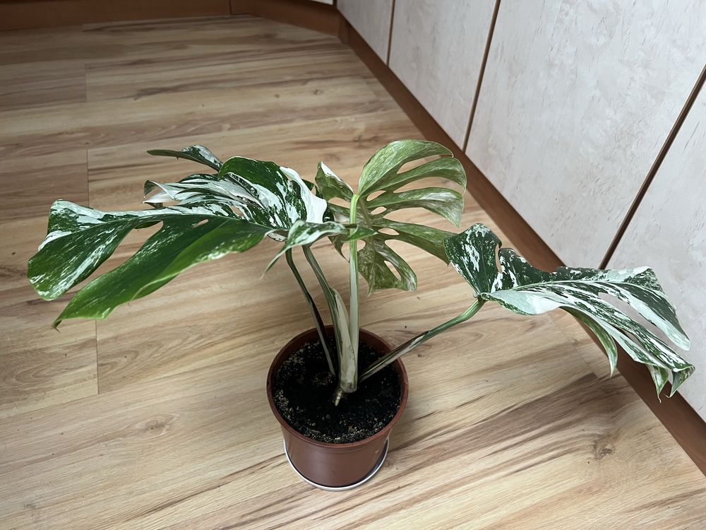 Monstera wariegata
