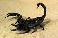 Скорпион , малыши азиатских лесных скорпионов