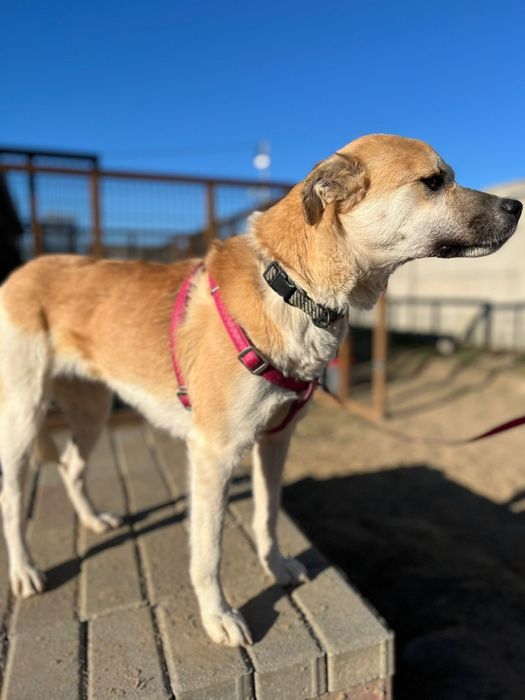 Foxy marzy o własnym ciepłym domku