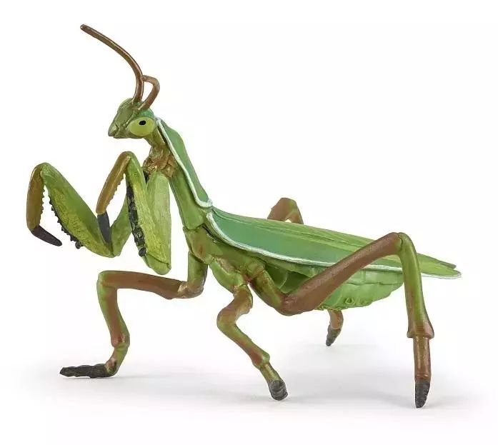 Modliszka. Papo. Nowy Produkt