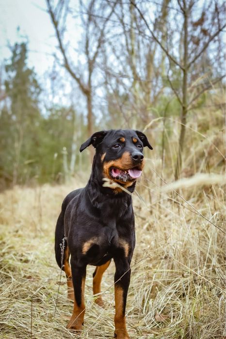 Carna- suczka w typie rottweilera czeka na odpowiedzialny dom