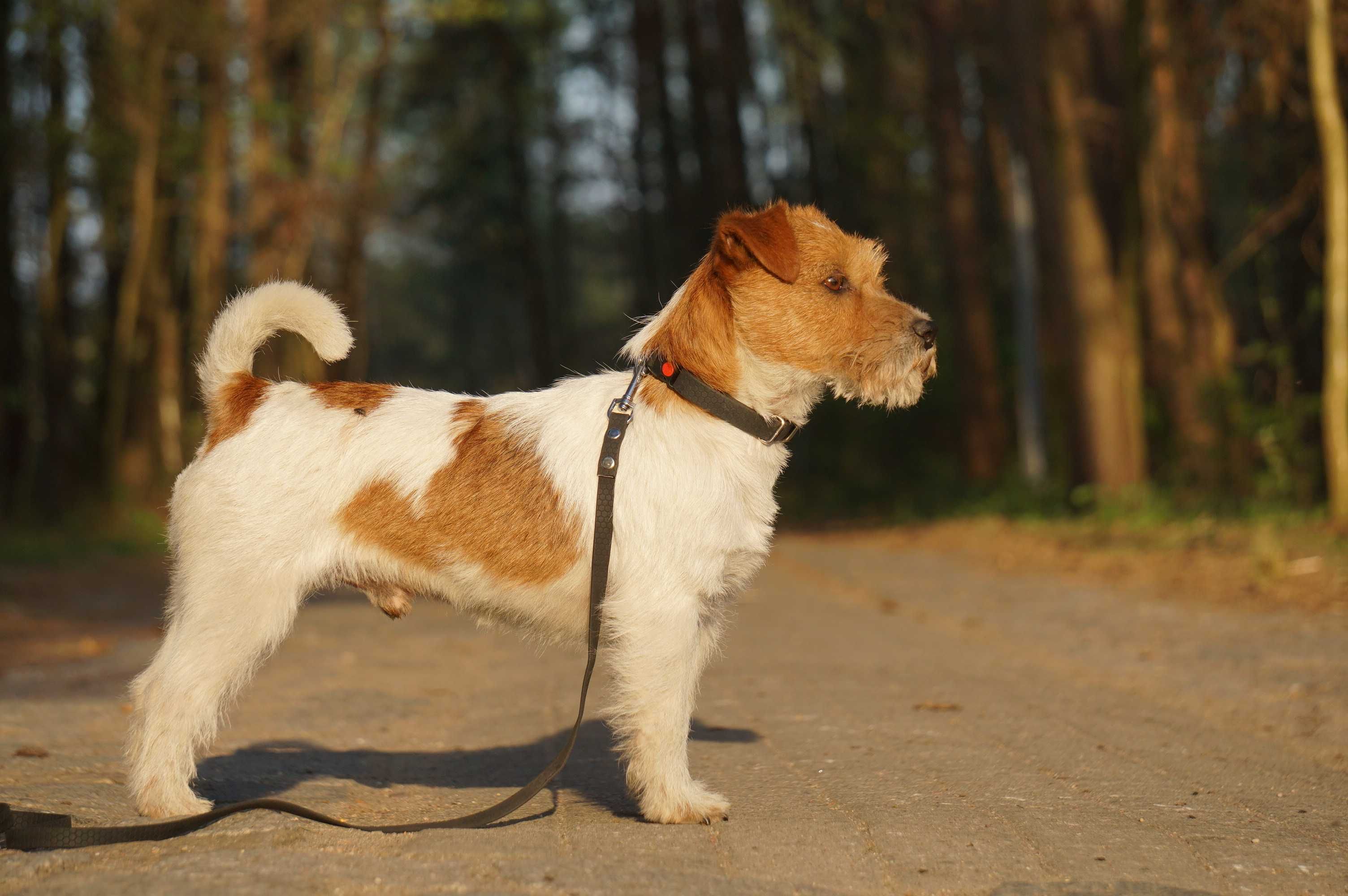 Jack Russell Terrier ZKwP FCI szczeniaczki po Ch.PL