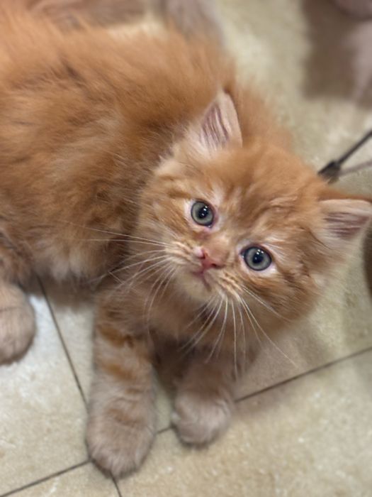 Vendo Gato Persa