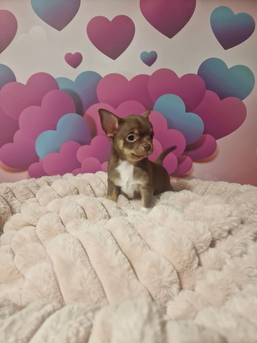 Czekoladowy chłopczyk chihuahua