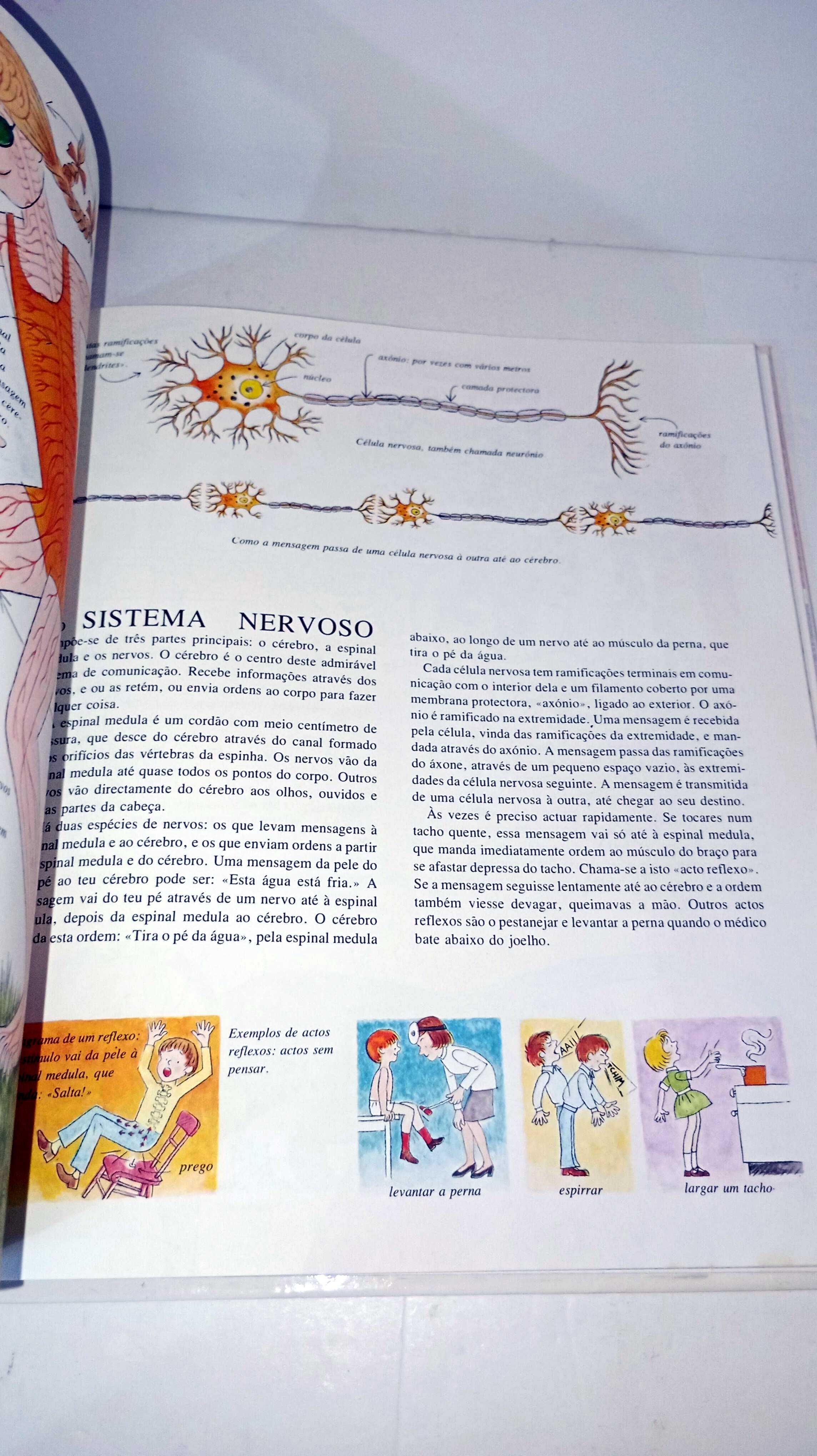 O Nosso Corpo - Livro de ouro da Verbo Infantil