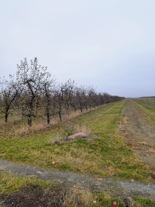 Sprzedam Sad Jabłoniowy