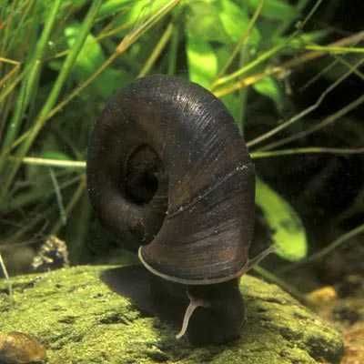 Błotniarka i zatoczek-80 szt.