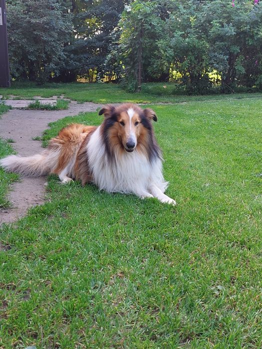 Owczarek szkocki śniadą auczka