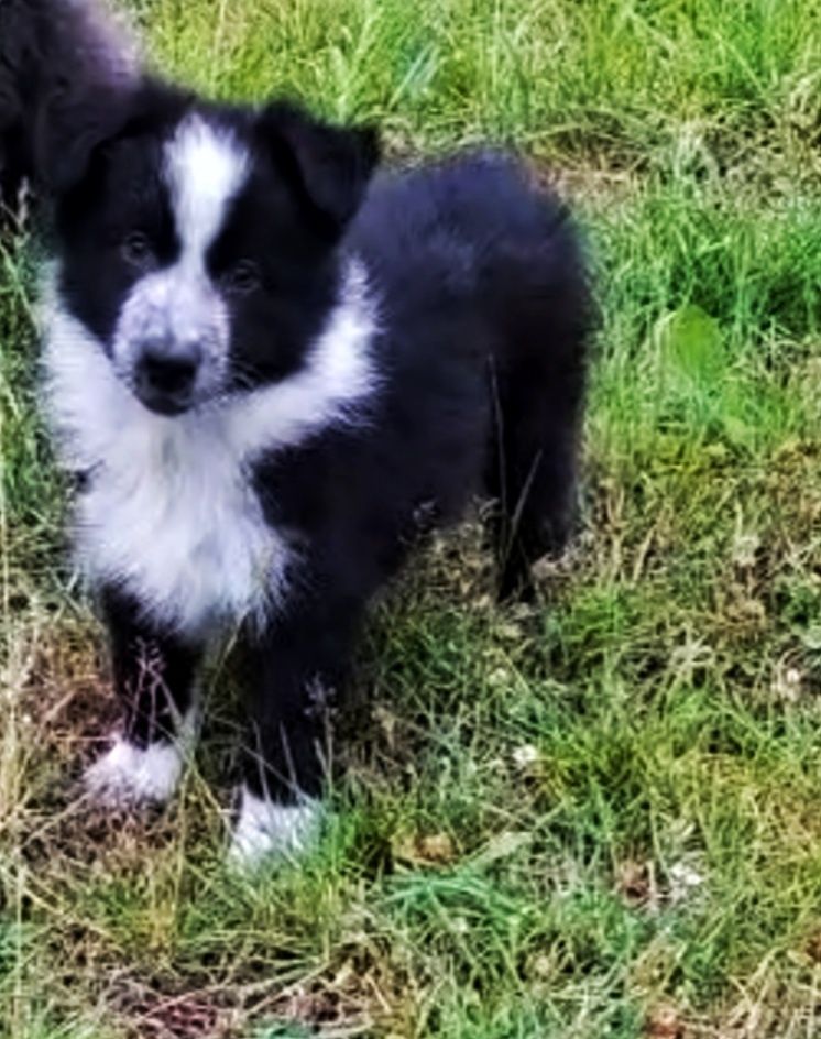 Border Collie dziewczynka