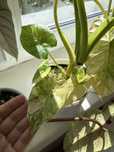 Alocasia Macrorrhiza Yellow Variegata