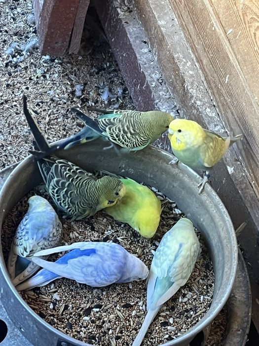 Zwierzeta szukaja nowej woliery