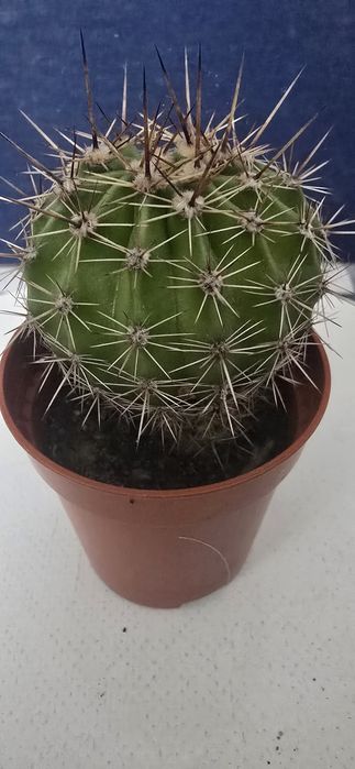 Kaktus Echinopsis 8 CM