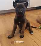 Owczarek belgijski malinois szczeniak piesek