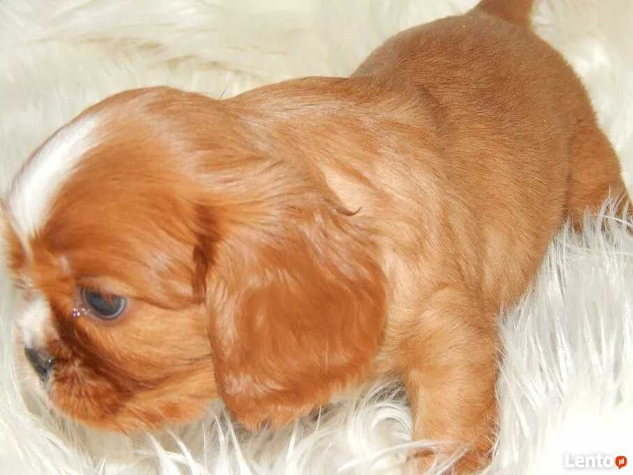 *** Cavalier King Charles Spaniel Pieski i Suczki Ruby ***