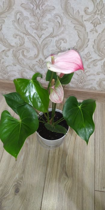 Антуріум/Антуріуми  різних сортів