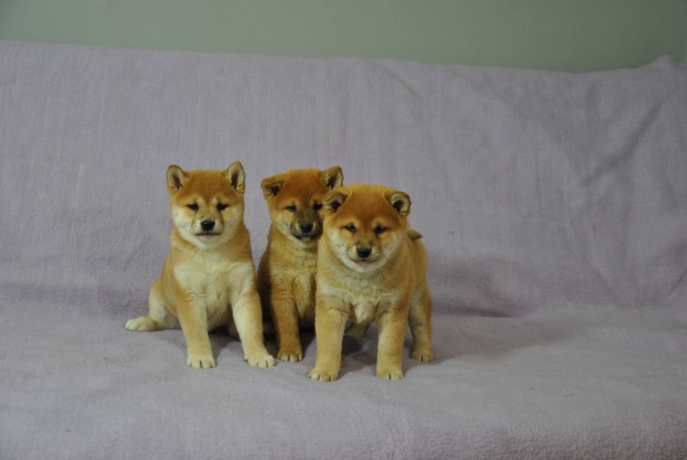 Shiba inu piesek