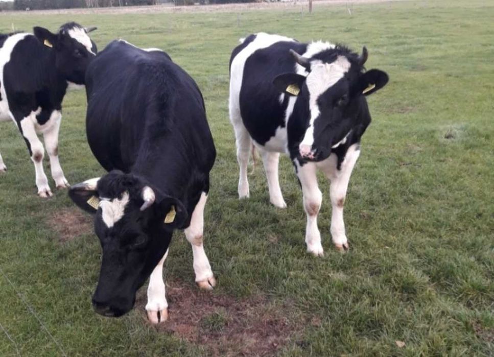 Sprzedam jałówki cielne