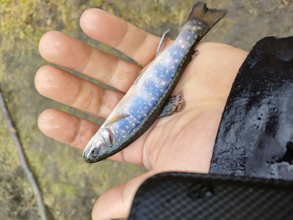 Narybek Pstrąga Gospodarstwo EKO.