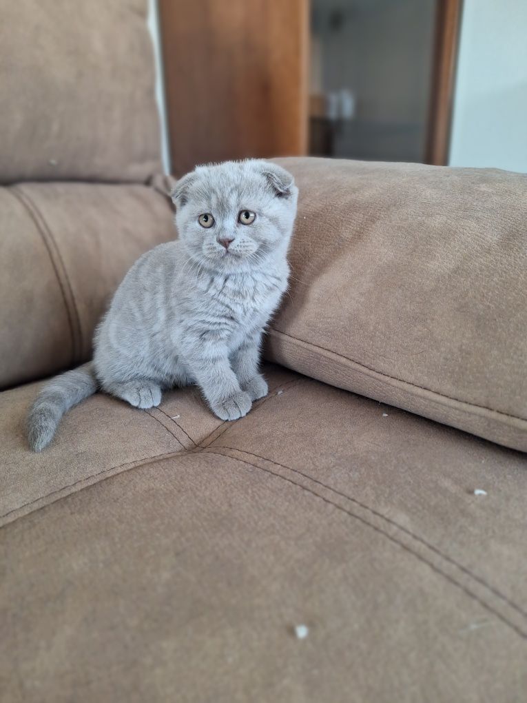 Scottish fold fêmea lilac