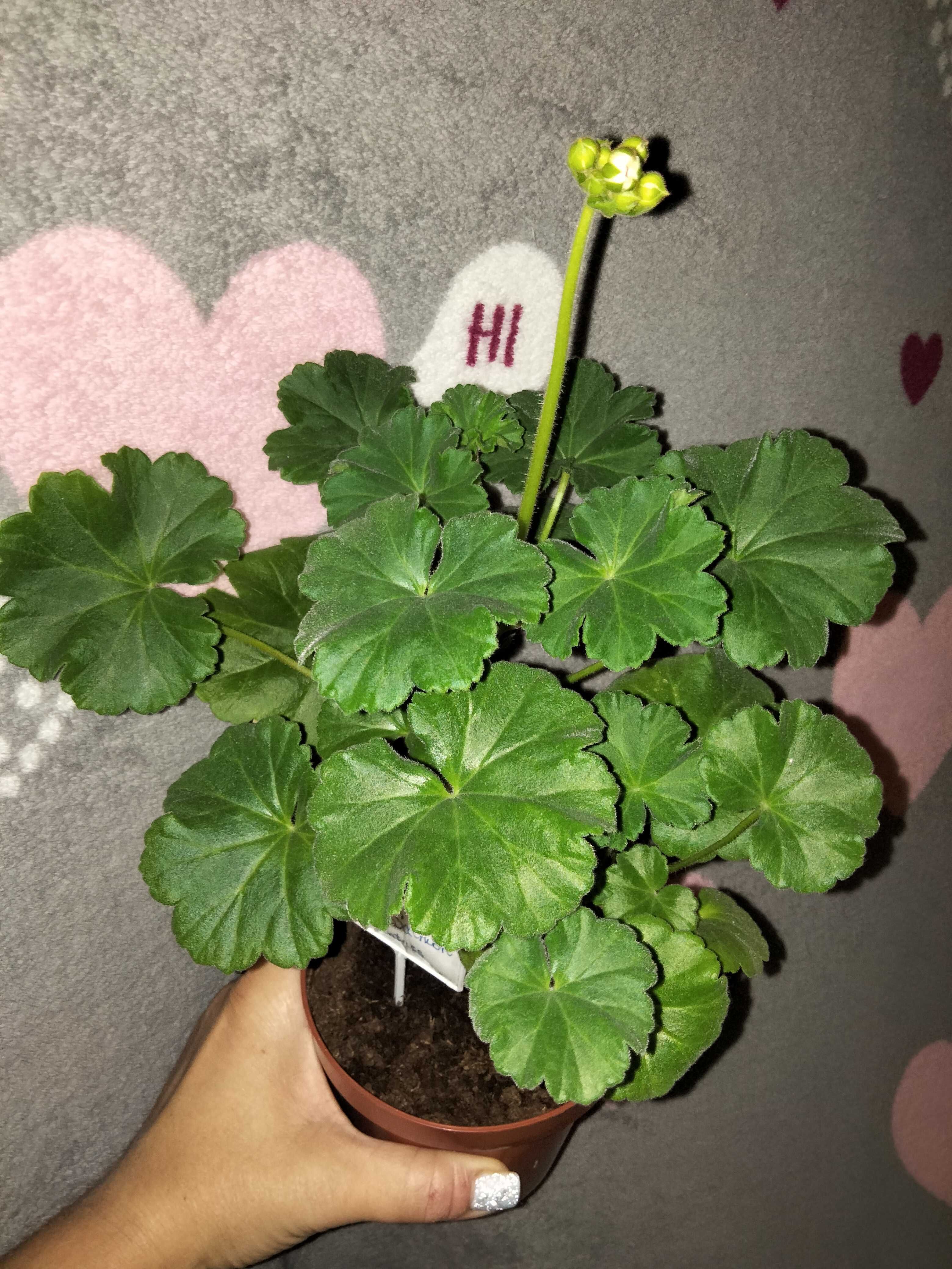 Продам таких красунь