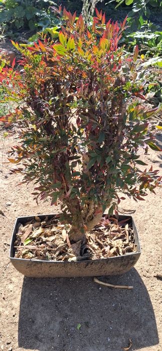 Nandina Doméstica