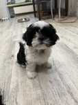 Szczeniak shihtzu suczka
