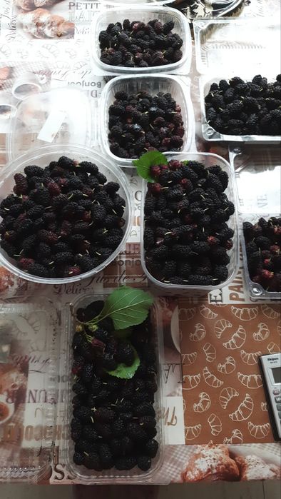 Свежая и замороженная крупная шелковица черная