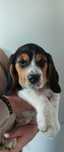 Śliczny piesek rasy Beagle