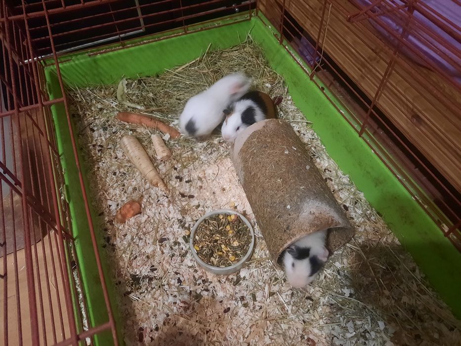 Świnki wraz z klatką