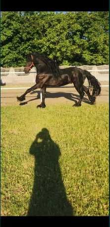 Fryzyjska,fryz,, klacz KFPS. Możliwość transportu