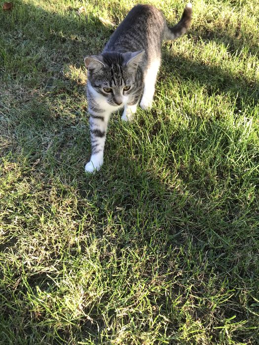 Słodka kotka śliczna