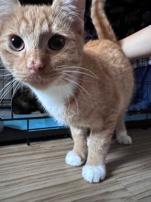 SIMBA - 6 miesięczny proludzki rudy kocurek szuka domku!