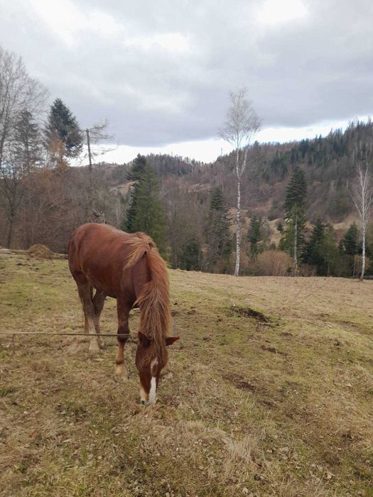 Продається молодий кінь