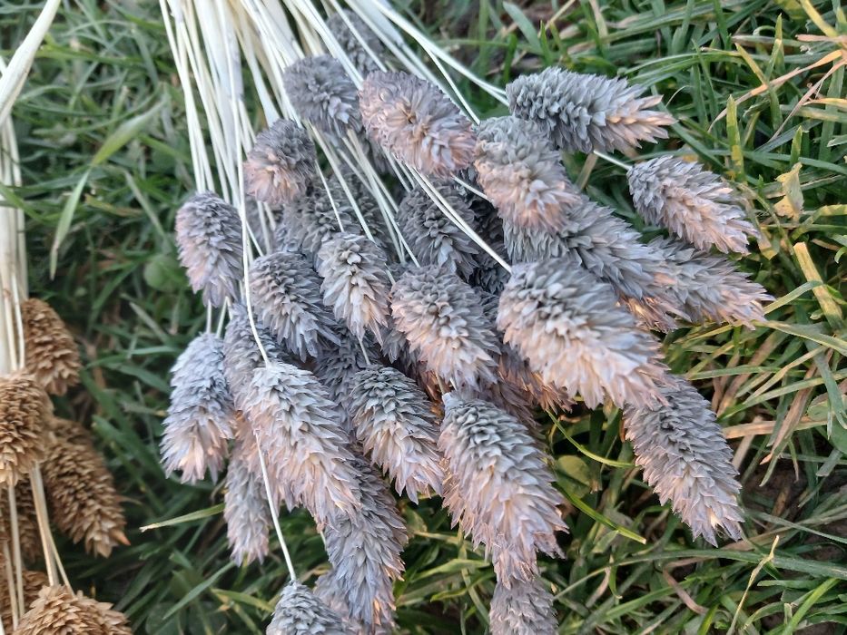 Сухоцвіт фалярис натуральний або фарбований