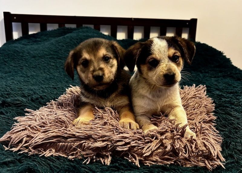 Oddam pieski w dobre ręce