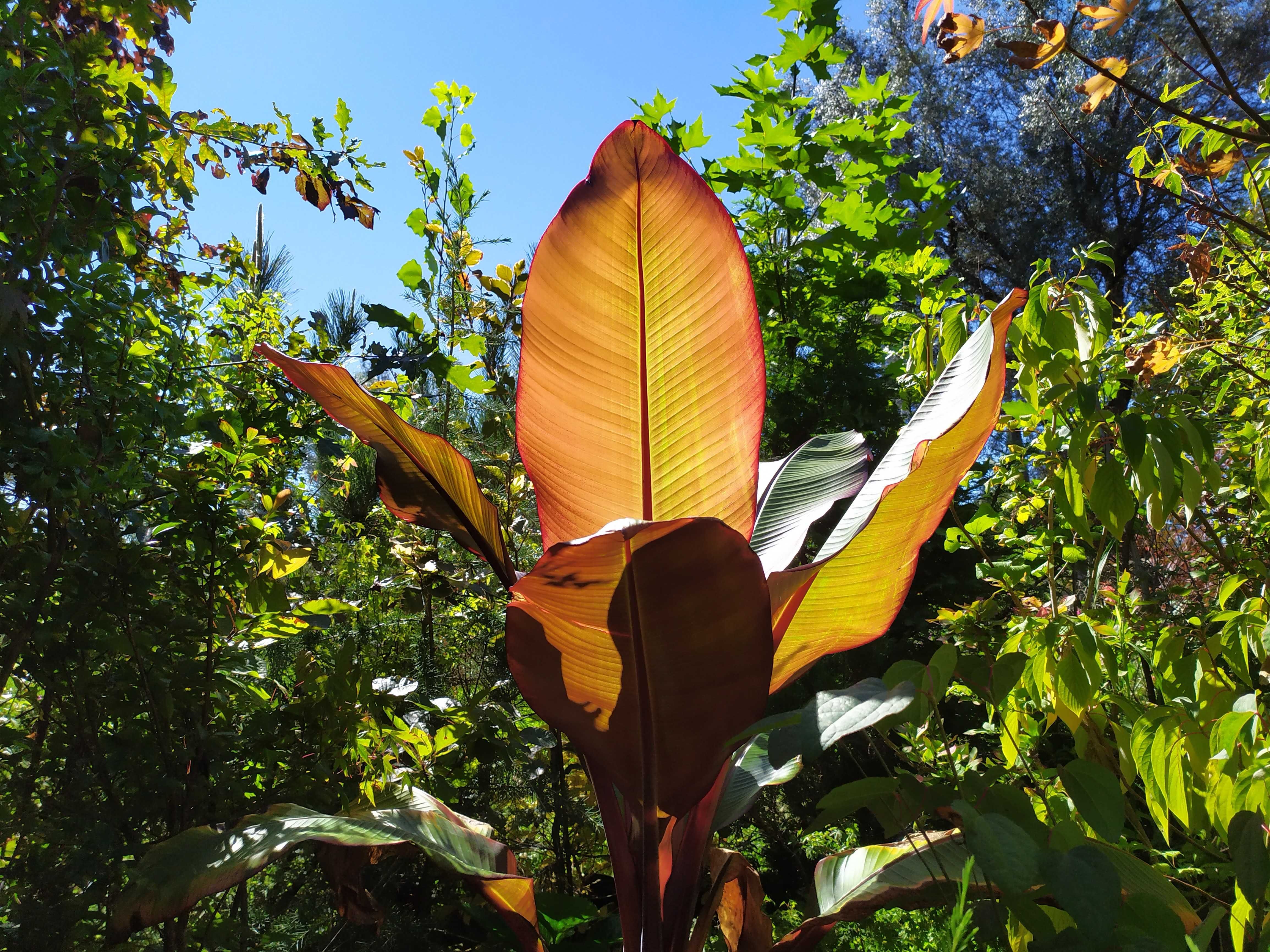 Bananeiras decorativas (lote de 20) - Ensete maurelli