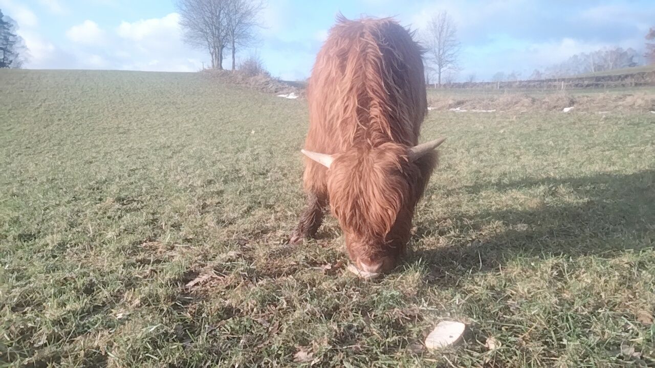 Byczek szkocki, Filip Highland Cattle