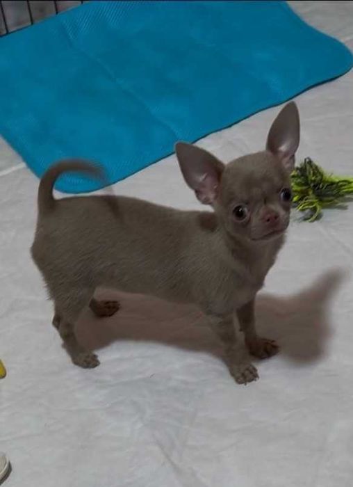 Лілова активна дівчинка міні!