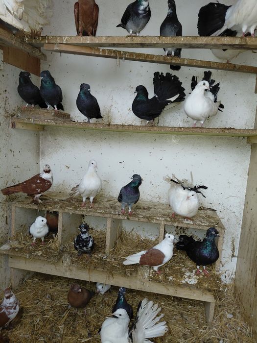 Sprzedam głębie ozdobne