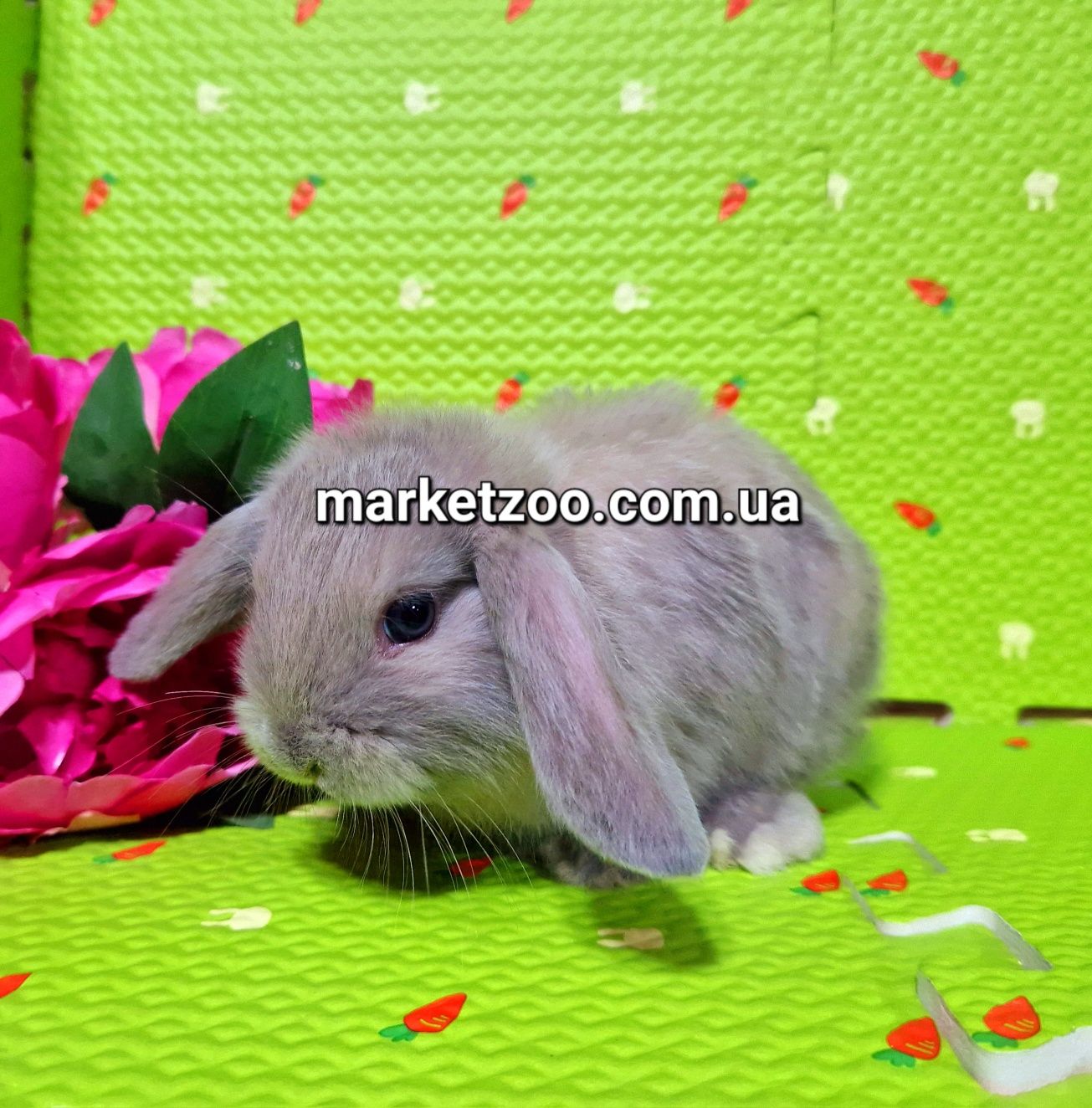 Mini міні мини mini lop вислоухий кролик баранчик