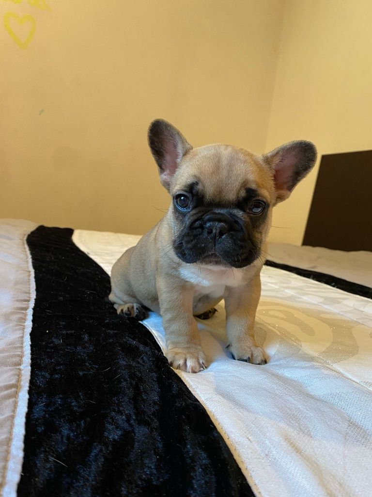 Bulldog  francês Fawn macho