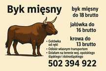 Skup bydła, byki mięsne, jałówki mięsne, krowy OPOLE