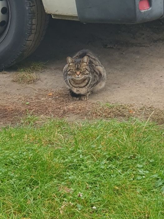 Znaleziono kota, jak na zdjęciach ul.Nowolipie