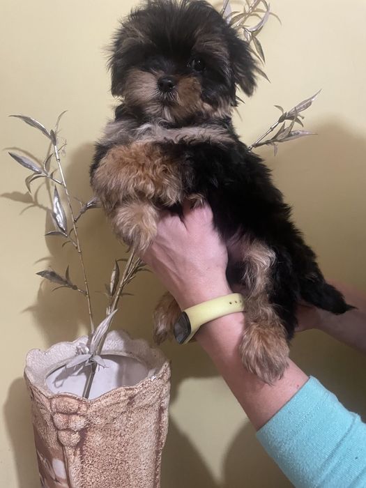 Йоркширский терьер