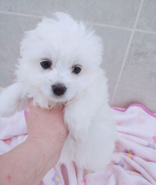 Милі білі цуценята мальтійської болонки та пуделя Maltipoo