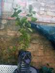Araça roxo (Psidium myrtoides)