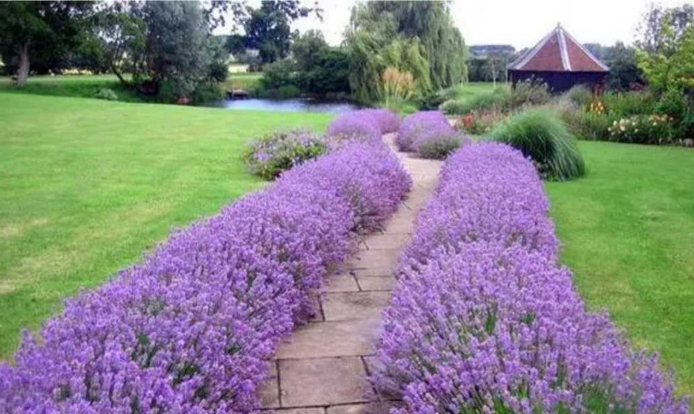 Лаванда - багаторічні рослини, які можуть прикрашати вашу клумбу, сад